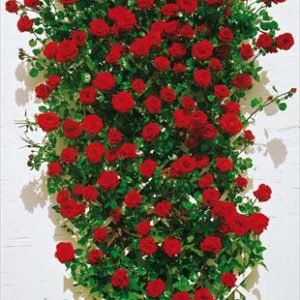 Rosa Rampicante Rossa Rosa Rampicante Rossa
