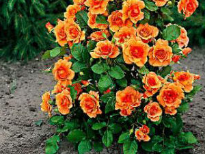 Orange beauty