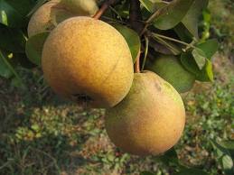 Butirra Hardi