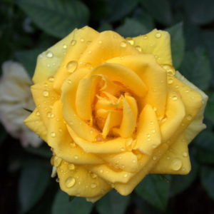 Rosa Buccaner è molto rigogliosa e produce fiori di colore giallo molto intenso | vivailazzaro.sbs
