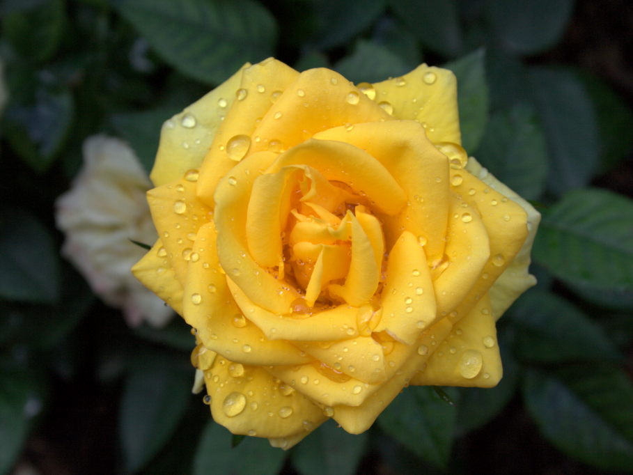 Rosa Buccaner è molto rigogliosa e produce fiori di colore giallo molto intenso | vivailazzaro.sbs
