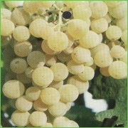 White strawberry