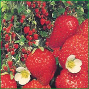 Climbing strawberries