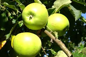 Granny Smith