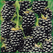 Blue raspberry - Rubus Fruticosus