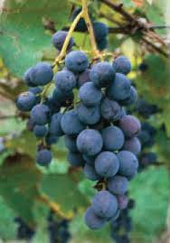 Moscato d'Adda