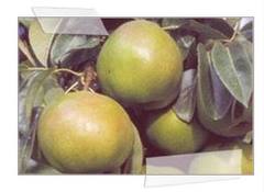 Passacrassana