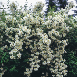 Philadelphus