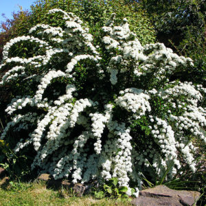 La Spirea è un arbusto a foglia caduca con una abbondante fioritura | vivailazzaro.sbs