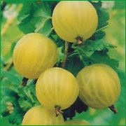 White gooseberry - Ribes Grossularia