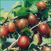 Red gooseberry - Ribes Grossularia