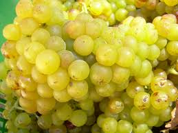 White Zibibbo