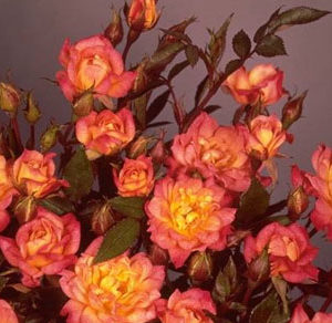 Baby masquerade cespuglietto sempre in fiore con roselline molto fitte | vivailazzaro.sbs