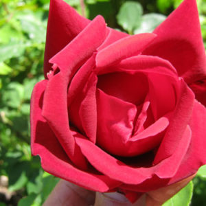Rosa Crimson glory è una bellissima rosa con fiori rosso velluto dal profumo inebriante | vivailazzaro.sbs