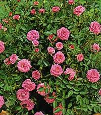 Eleanor rosa lillipuziana, molto rifiorente con molte roselline rosa carico | vivailazzaro.sbs