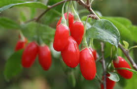 Lycium Barbarum Goij