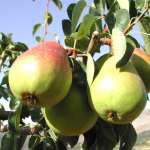 Pero Decana del comizio albero da frtto di rapida e abbondante fruttificazione | vivailazzaro.sbs
