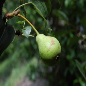 Pero San Pietro è un albero di produttività elevata e regoare | vivailazzaro.sbs
