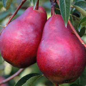Pero William rosso è un albero di costante produttività | vivailazzaro.sbs