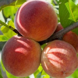 Pesco Luisa Berselli albero da frutta di buona produttività | vivailazzaro.sbs