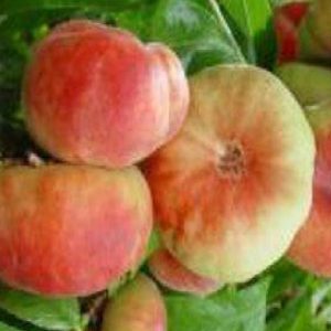 Pesco Piatto bianco cultivar antica di pezzatura media | vivailazzaro.sbs