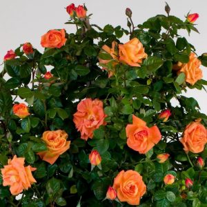 Rosa rampicante Orange Star profumata con grande bocciolo | vivailazzaro.sbs
