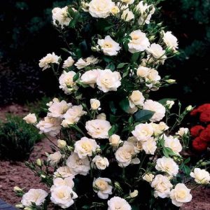 Rosa rampicante e molto fiorente Virgo bianco | vivailazzaro.sbs