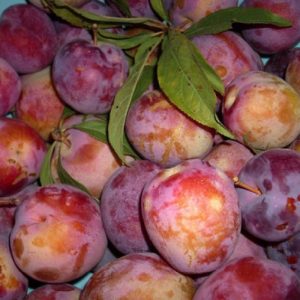 Susino Formosa produce frutti di pezzatura medio-grossa | vivailazzaro.sbs