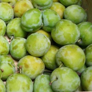 Vendita online della pianta da frutto Susino Stanley | vivailazzaro.sbs