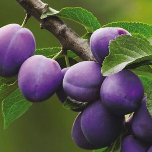 Susino California Blue con frutti di grossa pezzatura | vivailazzaro.sbs