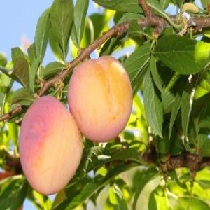 Susino Sorriso di Primavera produce frutti di pezzatura medio-piccola | vivailazzaro.sbs