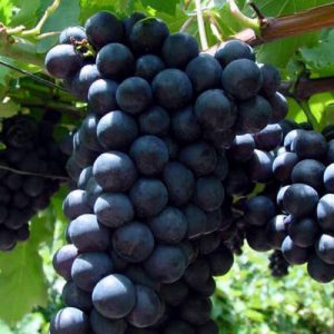 Uva da tavola Alfonse La Vallee con grappoli voluminosi | vivailazzaro.sbs