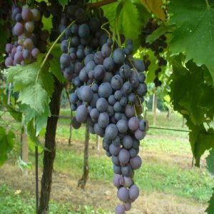 Produzione e vendita della vite Moscato d'Amburgo | vivailazzaro.sbs