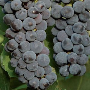 Produzione di viti di Uva Fragola nera | vivailazzaro.sbs