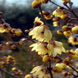 Arbusto Calicantus dai bei fiori dorati | vivailazzaro.sbs