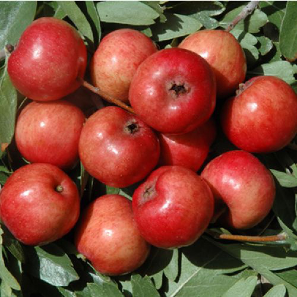 L'Azzeruolo Rosso è una pianta di media vigoria che produce frutti simili ad una piccola mela | vivailazzaro.sbs