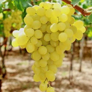 Vendita online della Vite Regina dei vigneti | vivailazzaro.sbs