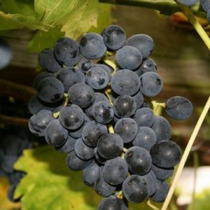 Moscato d’Adda vitigno di notevole produttività | vivailazzaro.sbs
