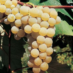 Uva Fragola bianca dalla polpa carnosa e croccante | vivailazzaro.sbs