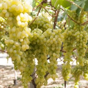 Vendita del vitigno Apirena Bianca di buona vigoria e discreta produzione vivailazzaro.sbs