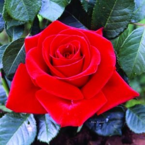 Rosa Dama di Cuori ad alberello con fiori grandi | vivailazzaro.sbs
