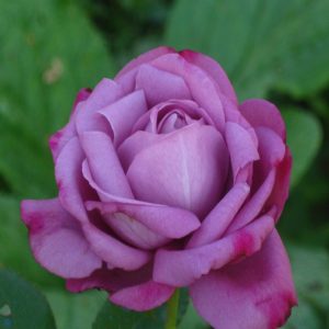 Rosa Eminence viola ad alberello | vivailazzaro.sbs