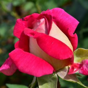 Rosa Kronen molto profumata | vivailazzaro.sbs