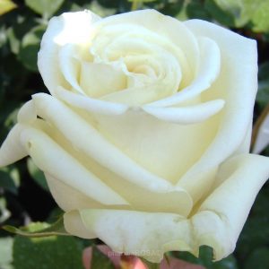 Virgo