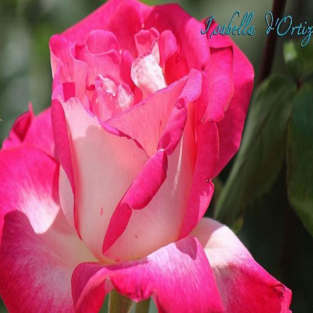 Umbrella rosebushes Rosa Isabella d' Ortiz | vivailazzaro.sbs