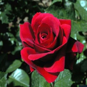 Rosa ad alberello Rosa Rosso Rubino | vivailazzaro.sbs