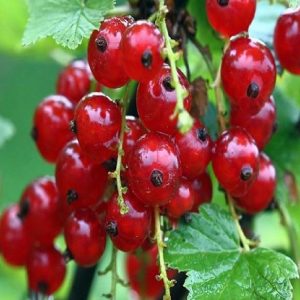 Arbusto vigoroso da frutta Ribes rosso Ribes Rubrum | vivailazzaro.sbs