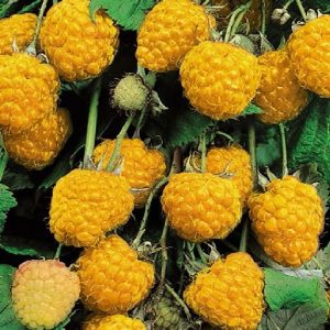 Arbusto da frutto molto resistente Lampone giallo Rubus Idaeus | vivailazzaro.sbs