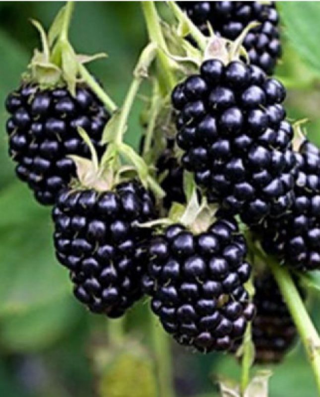Pianta ornamentale e da frutto Mora Rubus Fruticosus | vivailazzaro.sbs