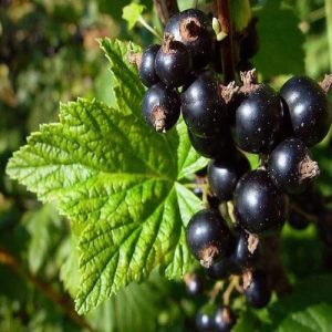Arbusto di facile coltivazione Ribes nero – Ribes Nigrum | vivailazzaro.sbs
